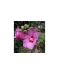 Hibiscus syriacus 'Woodbridge' (Althéa) - fleurs (Agnieszka Kwiecie? - Nova / Wikimedia)