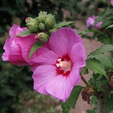 Hibiscus syriacus 'Woodbridge' (Althéa) - fleurs (Agnieszka Kwiecie? - Nova / Wikimedia)