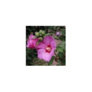 Hibiscus syriacus 'Woodbridge' (Althéa) - fleurs (Agnieszka Kwiecie? - Nova / Wikimedia)