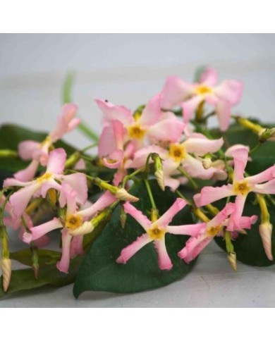 Jasmin étoilé Pink Showers®