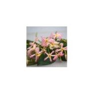 Jasmin étoilé Pink Showers®