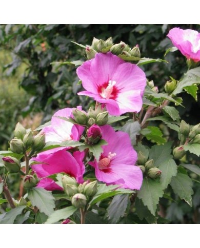 Hibiscus syriacus 'Woodbridge' (Althéa) - fleurs (Agnieszka Kwiecie? - Nova / Wikimedia)