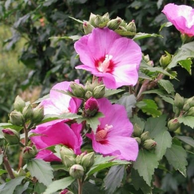 Hibiscus syriacus 'Woodbridge' (Althéa) - fleurs (Agnieszka Kwiecie? - Nova / Wikimedia)
