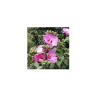 Hibiscus syriacus 'Woodbridge' (Althéa) - fleurs (Agnieszka Kwiecie? - Nova / Wikimedia)