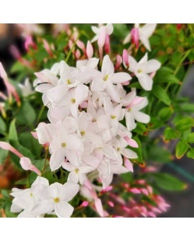 Jasmin Starry® Night 'Mormin1201'
