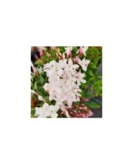 Jasmin Starry® Night 'Mormin1201'