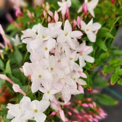 Jasmin Starry® Night 'Mormin1201'