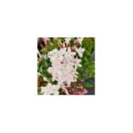 Jasmin Starry® Night 'Mormin1201'