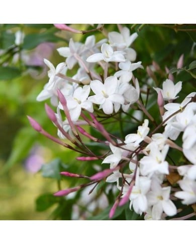 Jasmin Starry® Night 'Mormin1201'
