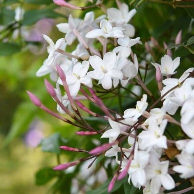 Jasmin Starry® Night 'Mormin1201'