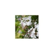Jasmin Starry® Night 'Mormin1201'