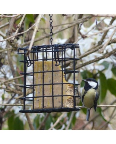 Mésange picorant un bloc de graisse sur une mangeoire métal (X.G. / Gerbeaud.com)