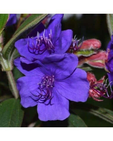 Tibouchina