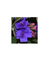 Tibouchina