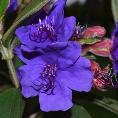 Tibouchina