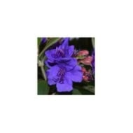 Tibouchina