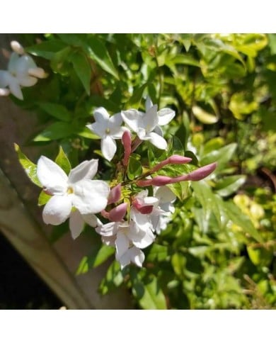 Jasmin Starry® Night 'Mormin1201'