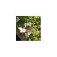 Jasmin Starry® Night 'Mormin1201'