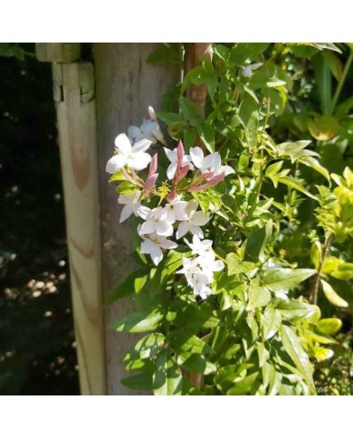 Jasmin Starry® Night 'Mormin1201'