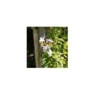 Jasmin Starry® Night 'Mormin1201'