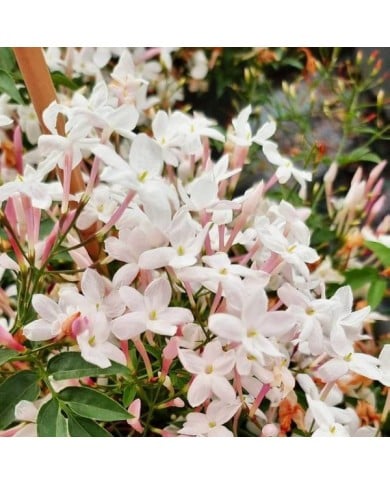 Jasmin Starry® Night 'Mormin1201'
