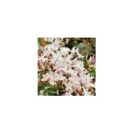 Jasmin Starry® Night 'Mormin1201'