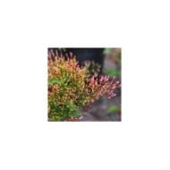 Jasmin Starry® Night 'Mormin1201'