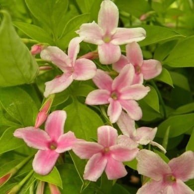 Jasmin Stephanense