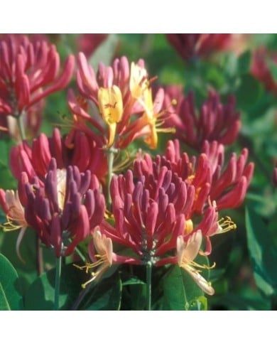 Chèvrefeuille 'Goldflame'