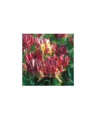 Chèvrefeuille 'Goldflame'
