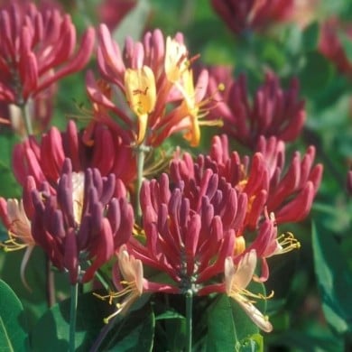 Chèvrefeuille 'Goldflame'