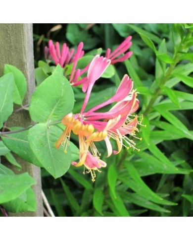 Chèvrefeuille 'Goldflame'