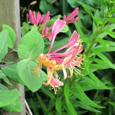 Chèvrefeuille 'Goldflame'