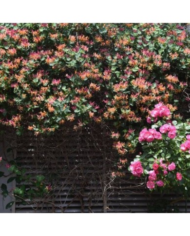 Chèvrefeuille 'Goldflame'