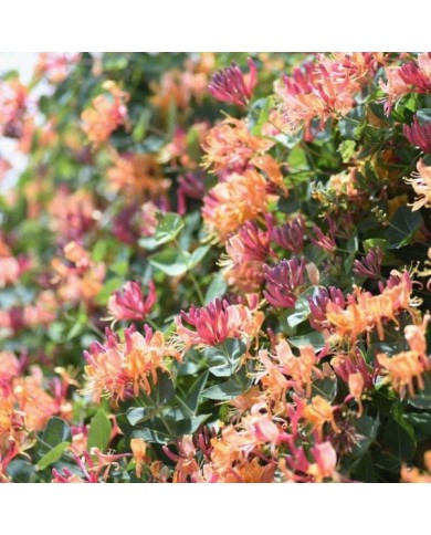 Chèvrefeuille 'Goldflame'