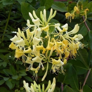 Chèvrefeuille 'Graham Thomas'