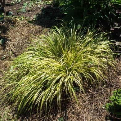 Acorus gramineus Ogon (F. D. Richards / flickr.com)