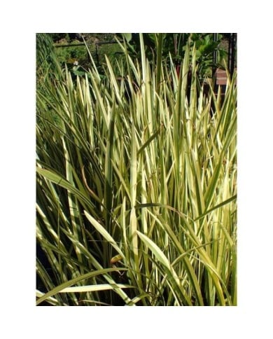 Acorus calamus 'Variegatus' (Krzysztof Ziarnek - Kenraiz / wikimedia.org)