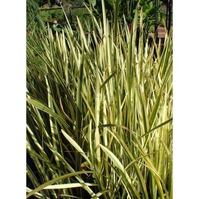 Acorus calamus 'Variegatus' (Krzysztof Ziarnek - Kenraiz / wikimedia.org)