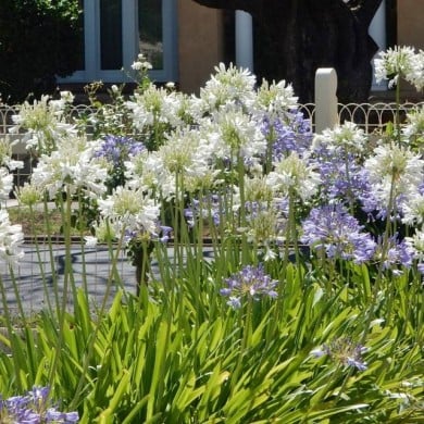 Agapanthe blanche (Michael Coghlan / flickr.com)