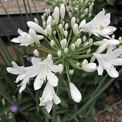 Agapanthus africanus 'Albus' - Agapanthe à fleurs blanches (HQ / flickr.com)