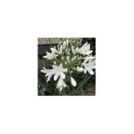 Agapanthus africanus 'Albus' - Agapanthe à fleurs blanches (HQ / flickr.com)