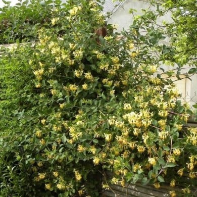 Chèvrefeuille 'Graham Thomas'