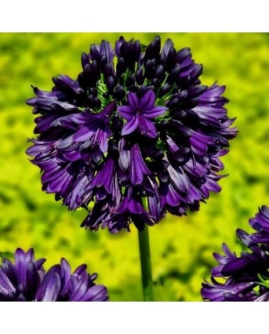 Agapanthus hybride BlackJack 'DWAgHyb02' (Globe Planter)