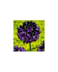 Agapanthus hybride BlackJack 'DWAgHyb02' (Globe Planter)