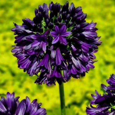 Agapanthus hybride BlackJack 'DWAgHyb02' (Globe Planter)
