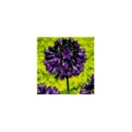 Agapanthus hybride BlackJack 'DWAgHyb02' (Globe Planter)