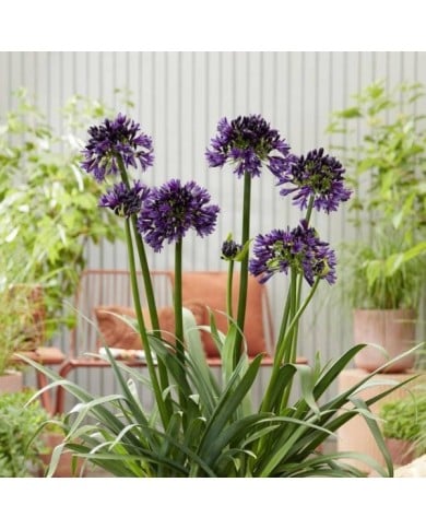 Agapanthus hybride BlackJack 'DWAgHyb02' (Globe Planter)