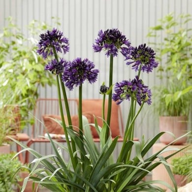 Agapanthus hybride BlackJack 'DWAgHyb02' (Globe Planter)