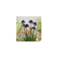 Agapanthus hybride BlackJack 'DWAgHyb02' (Globe Planter)